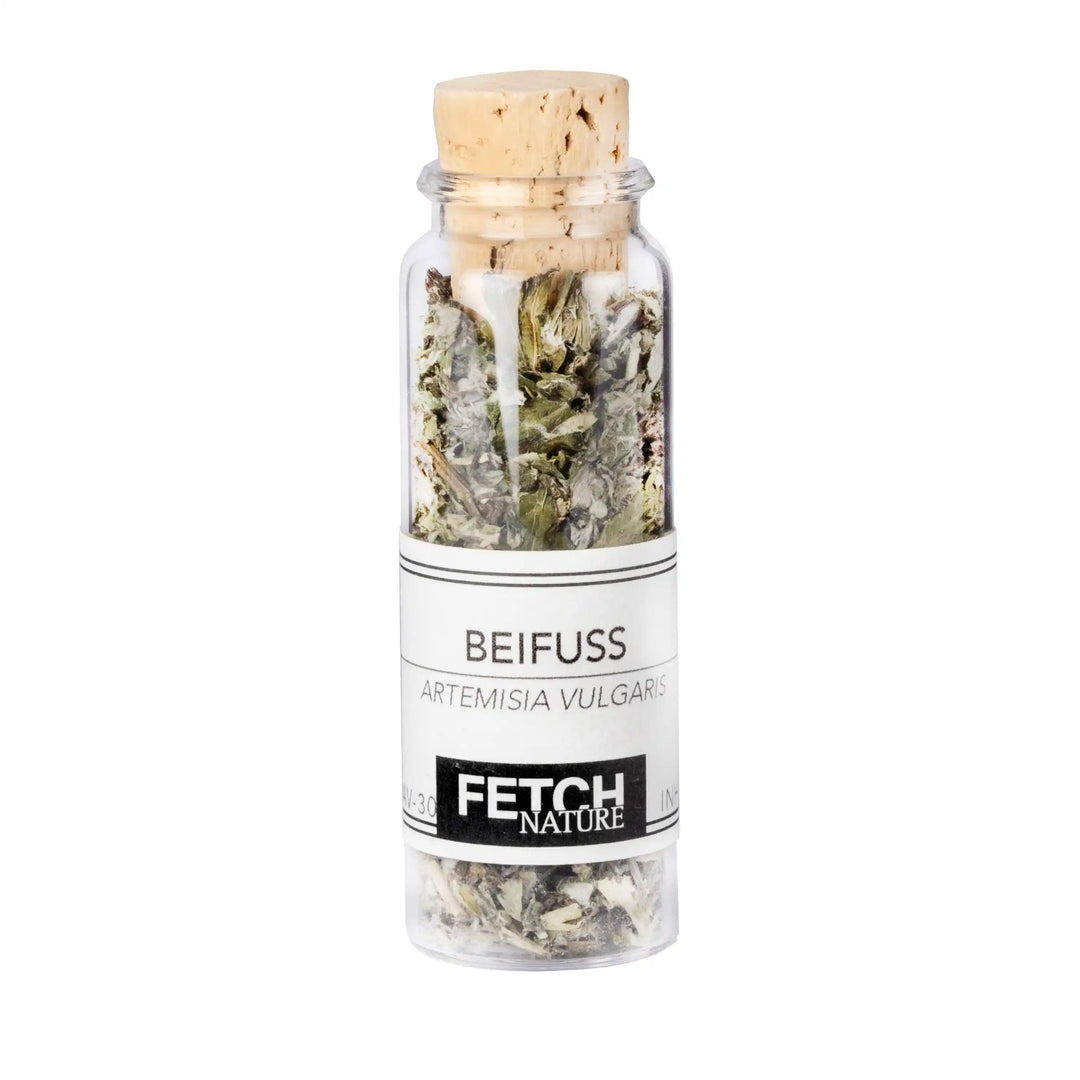 Beifuß (Artemisia vulgaris)