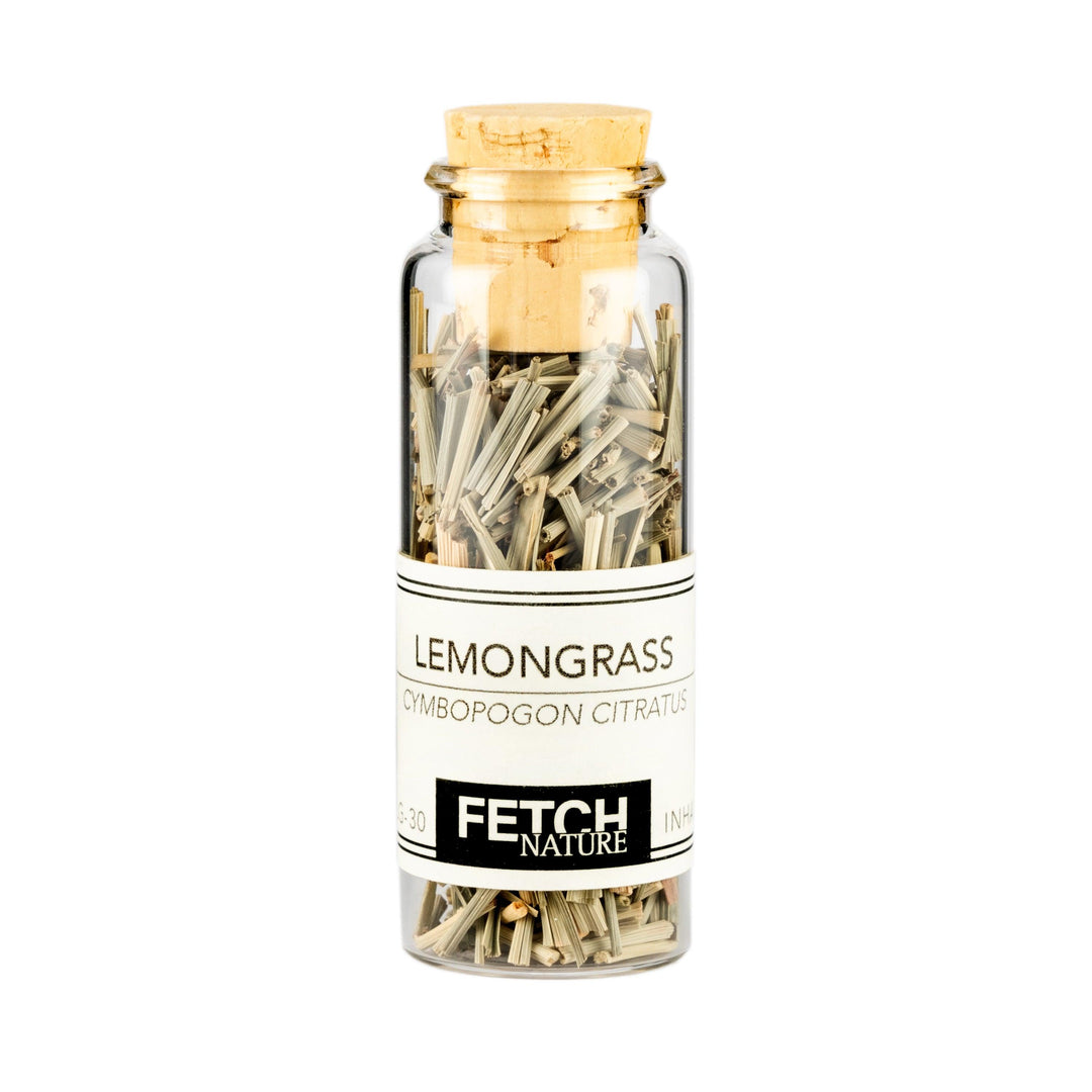 Lemongrass (Cymbopogon citratus)