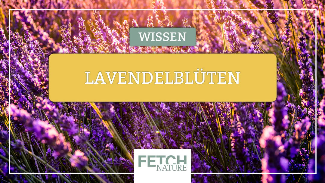 Lavendelblüten: Räuchern, Verwendung und Wirkung für ein ganzheitliches Wohlbefinden