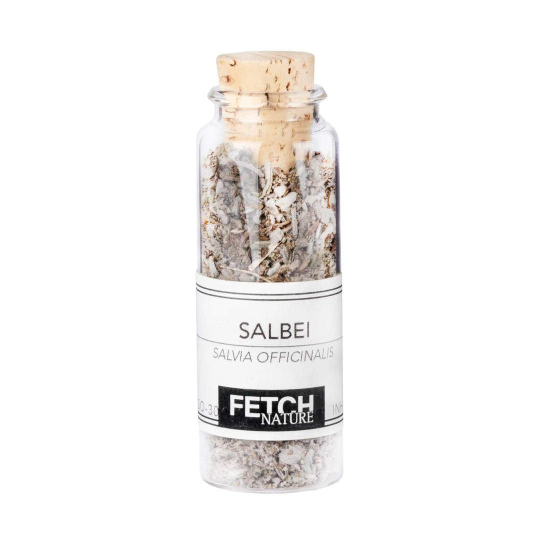 Salbei Officinalis (Salvia officinalis)